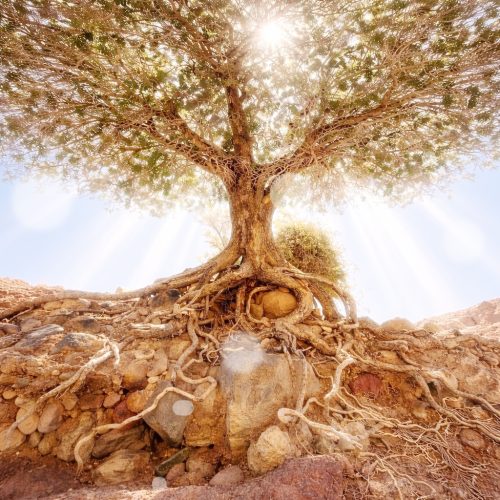 Ancient tree basking in sunlight copy 2